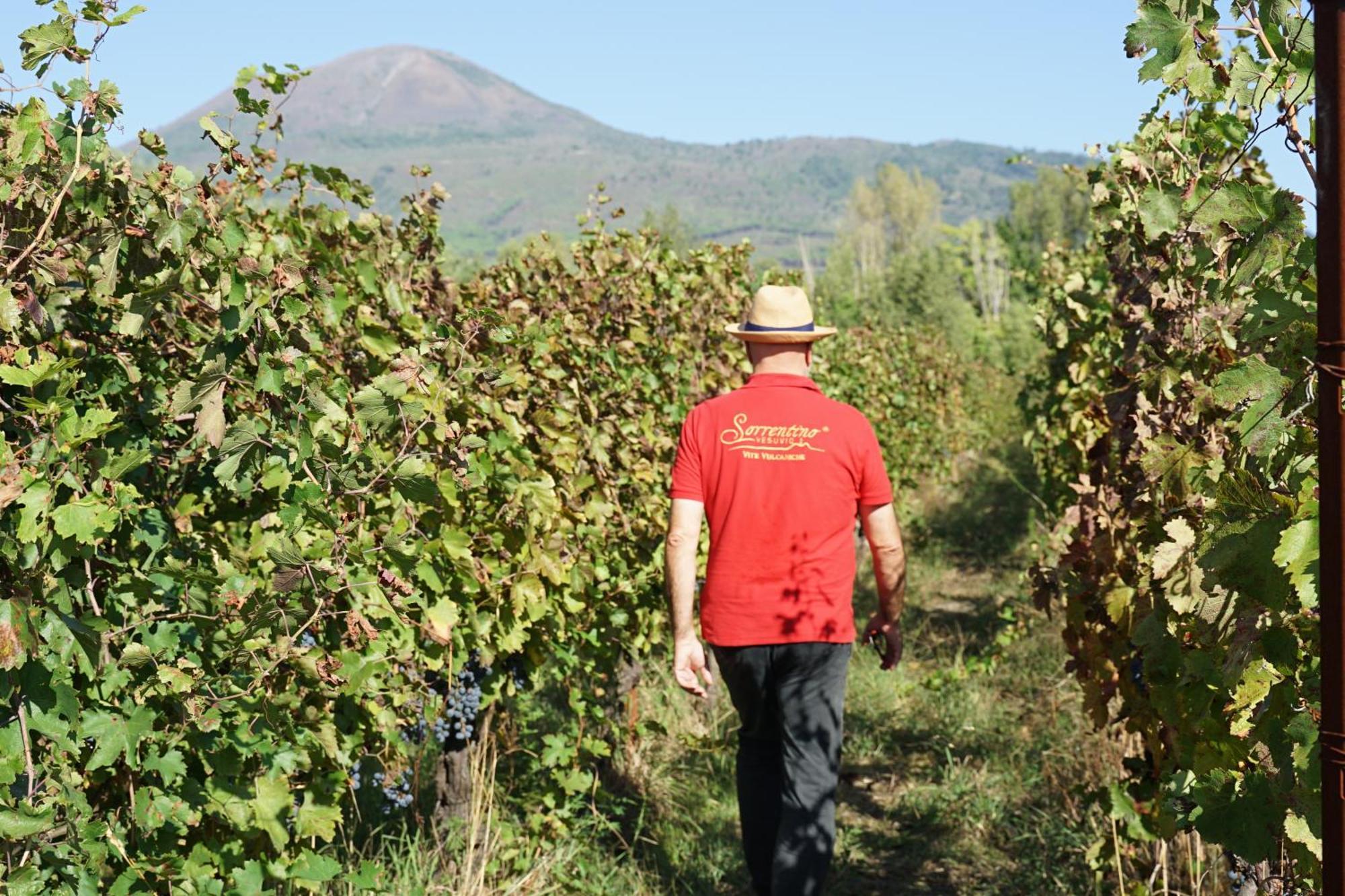 Vesuvio Inn Bed & Wine Experience Boscotrecase Eksteriør billede