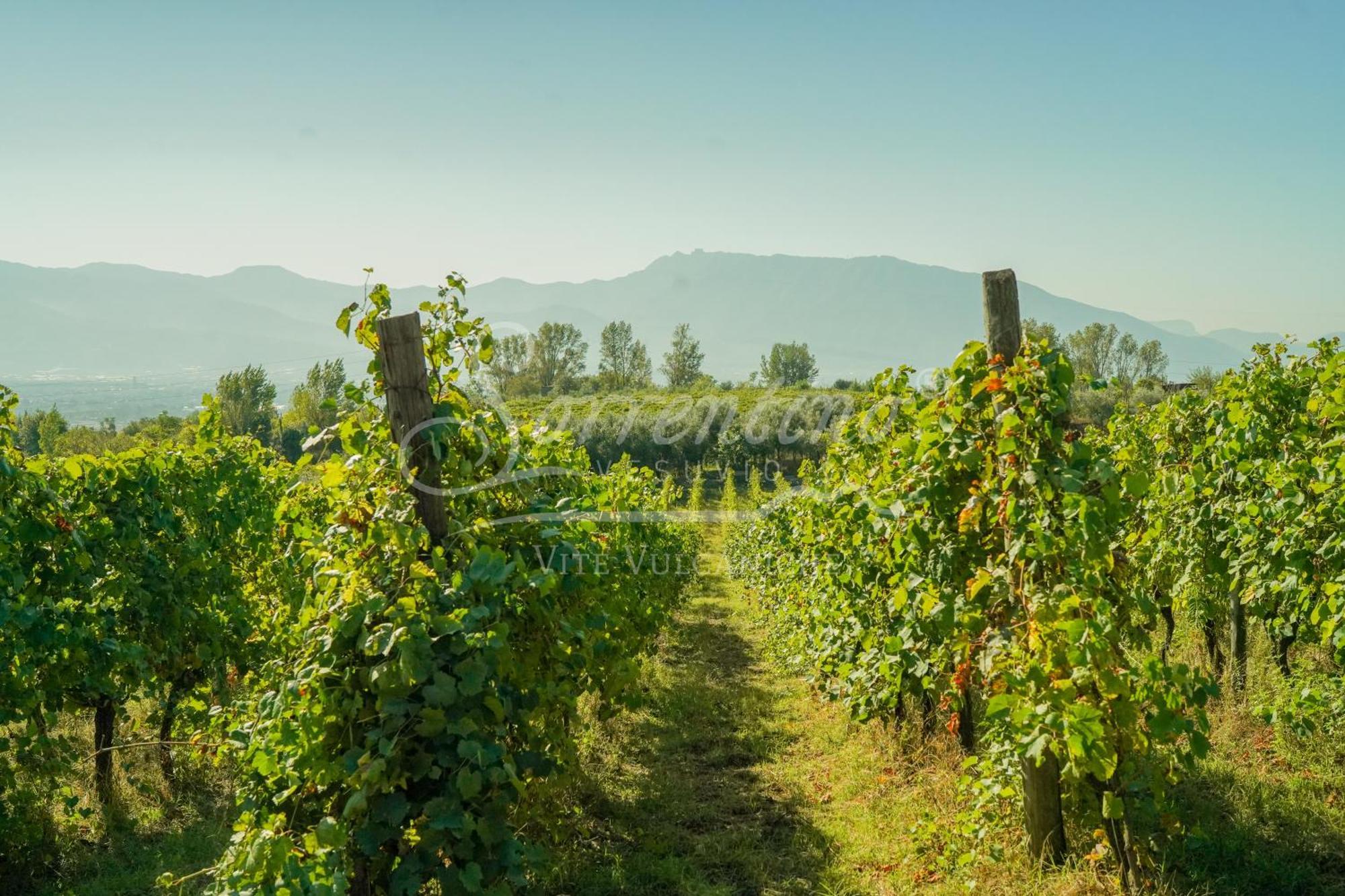 Vesuvio Inn Bed & Wine Experience Boscotrecase Eksteriør billede
